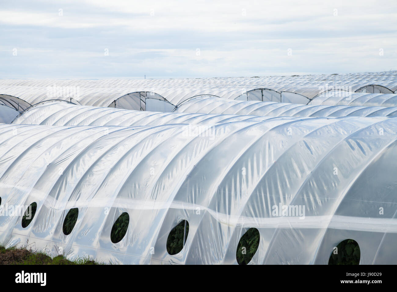 Rows of strawberries growing inside a polytunnel in Fife, Scotland