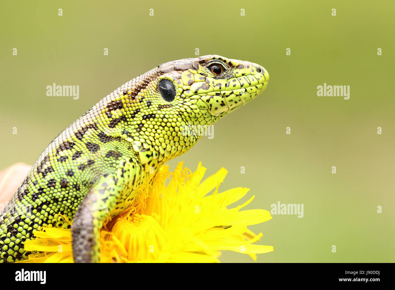 beautiful male sand lizard closeup ( Lacerta agilis ), standing on yellow dandelion Stock Photo