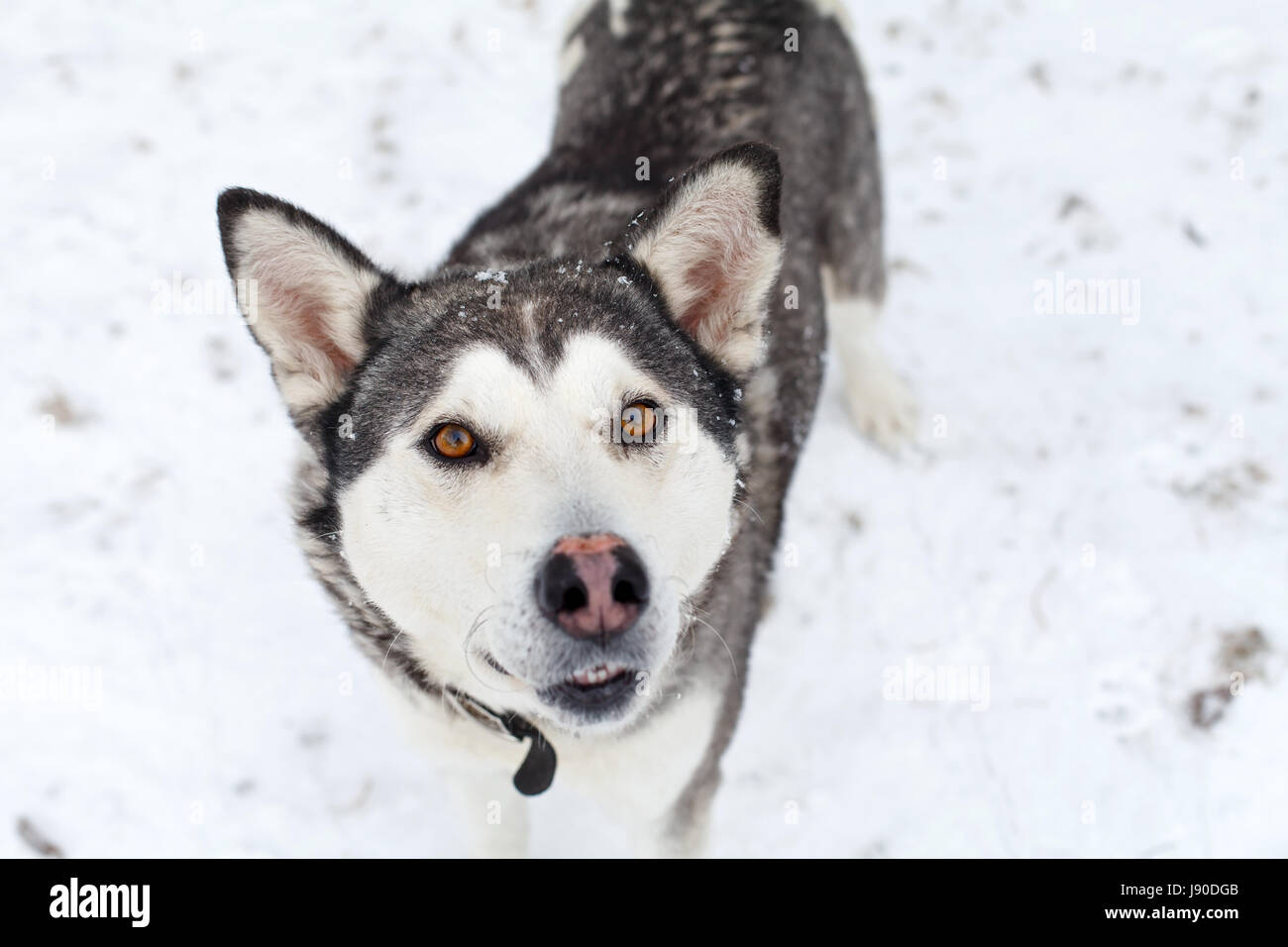 Picture of a cute young dog posing in the snow Stock Photo - Alamy