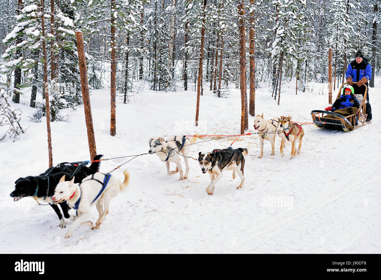 Woman riding husky dogs hi-res stock photography and images - Alamy