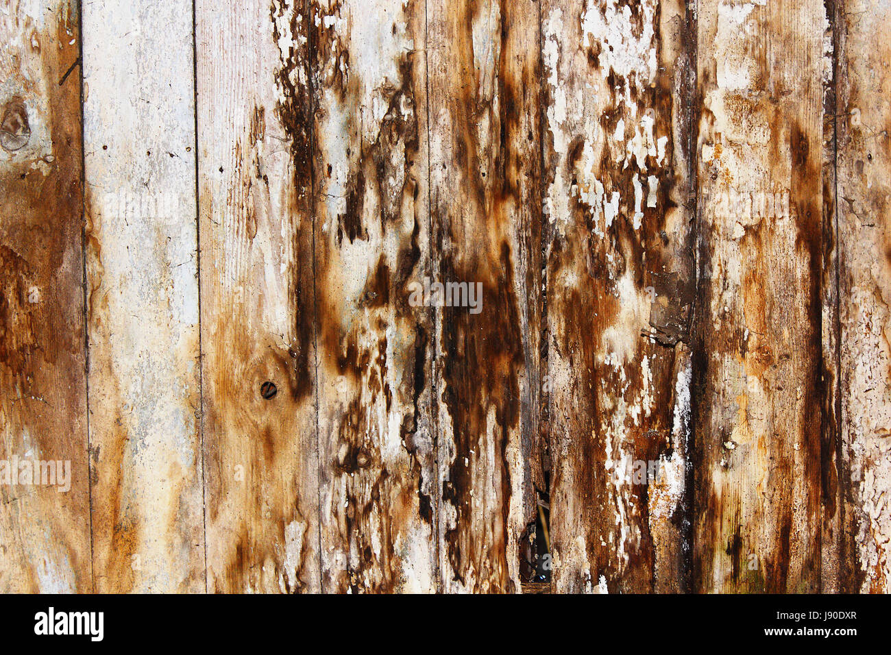 mold and fungus on damp spruce planks, result of water infiltration in building Stock Photo