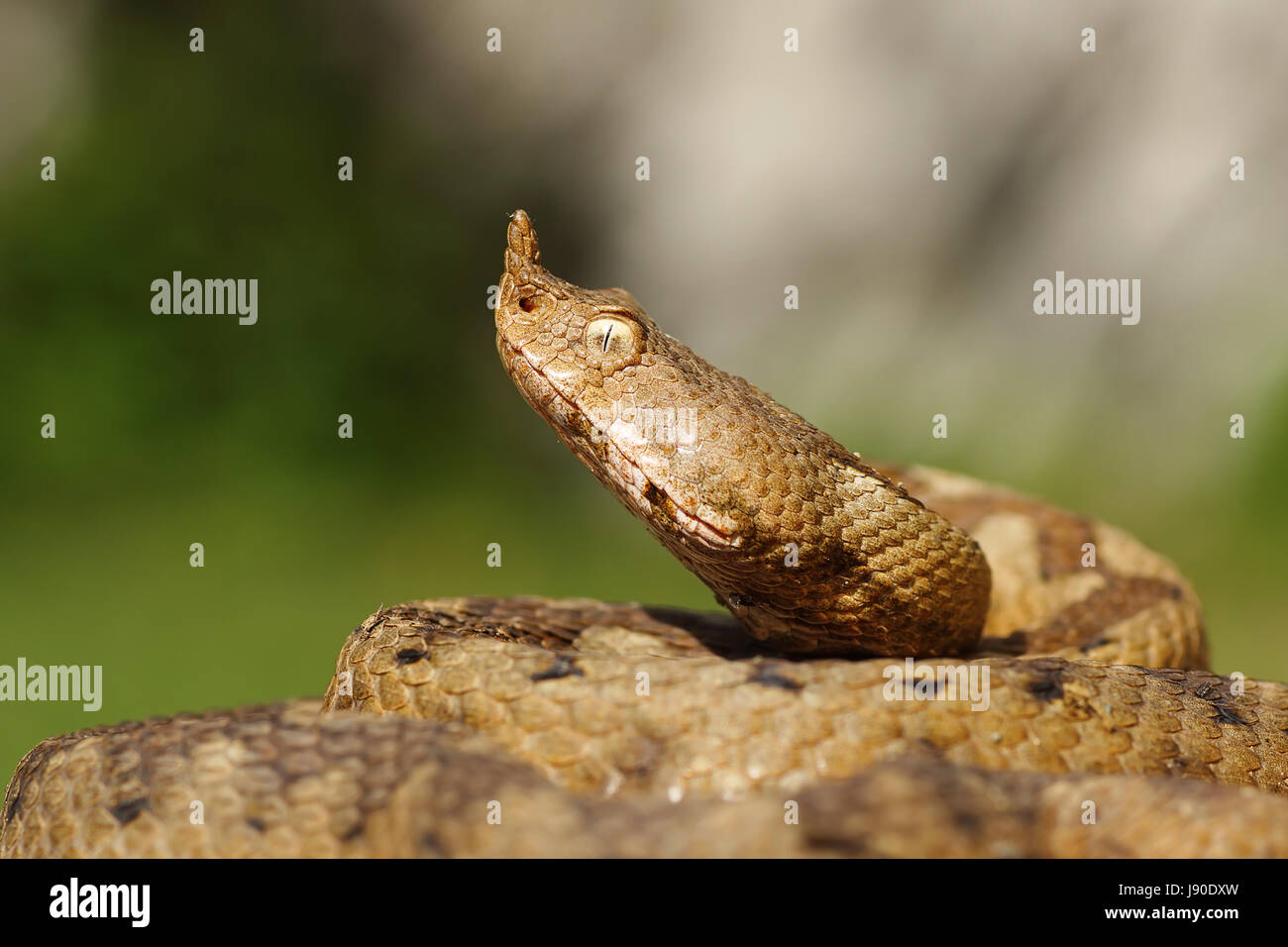 portrait of aggressive venomous snake, the nose horned viper ( Vipera