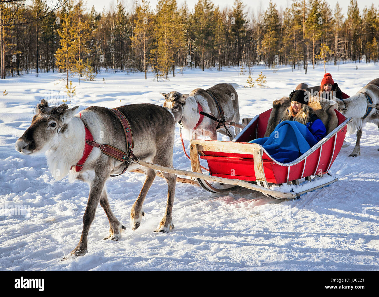 Rovaniemi, Finland - March 5, 2017: Woman at Reindeer sled caravan ...
