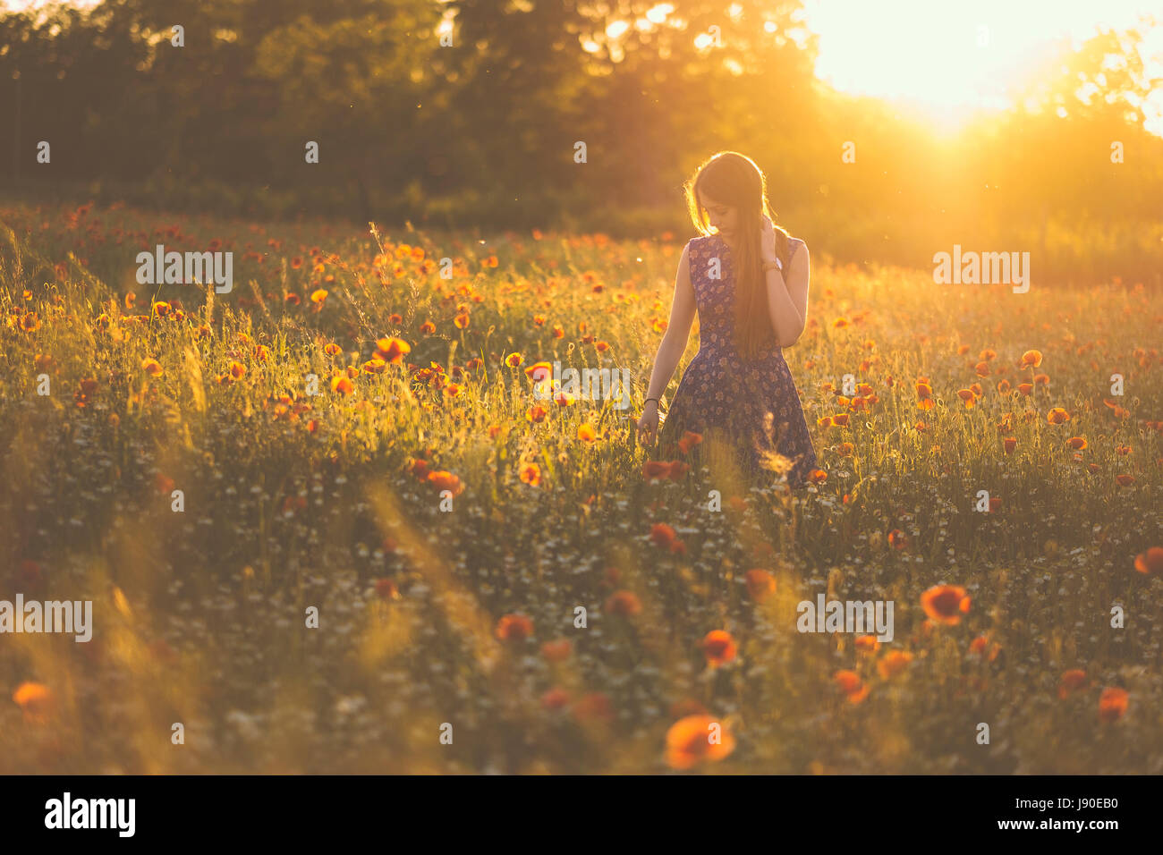 Woman at poppy field in summer sunset Stock Photo