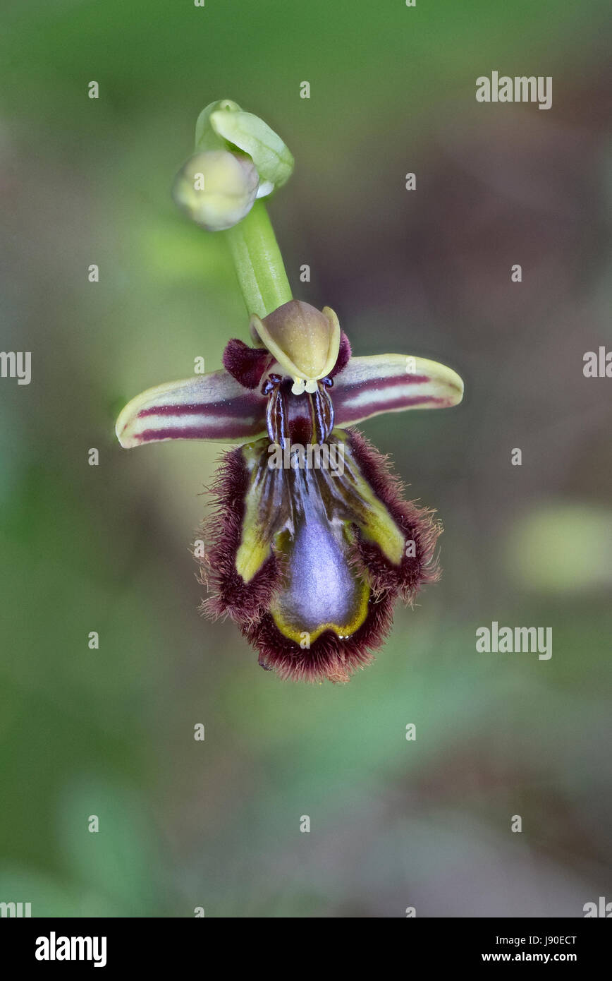 Mirror Ophrys (Ophrys speculum) Stock Photo