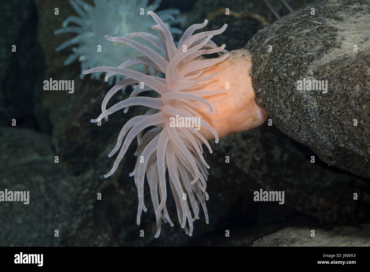 Glatte Seedahlie, Schlammseerose, Schlamm-Seerose, Bolocera tuediae, Deeplet sea anemone, Blumentier, Blumentiere, Anthozoa, anemones, sea anemones Stock Photo