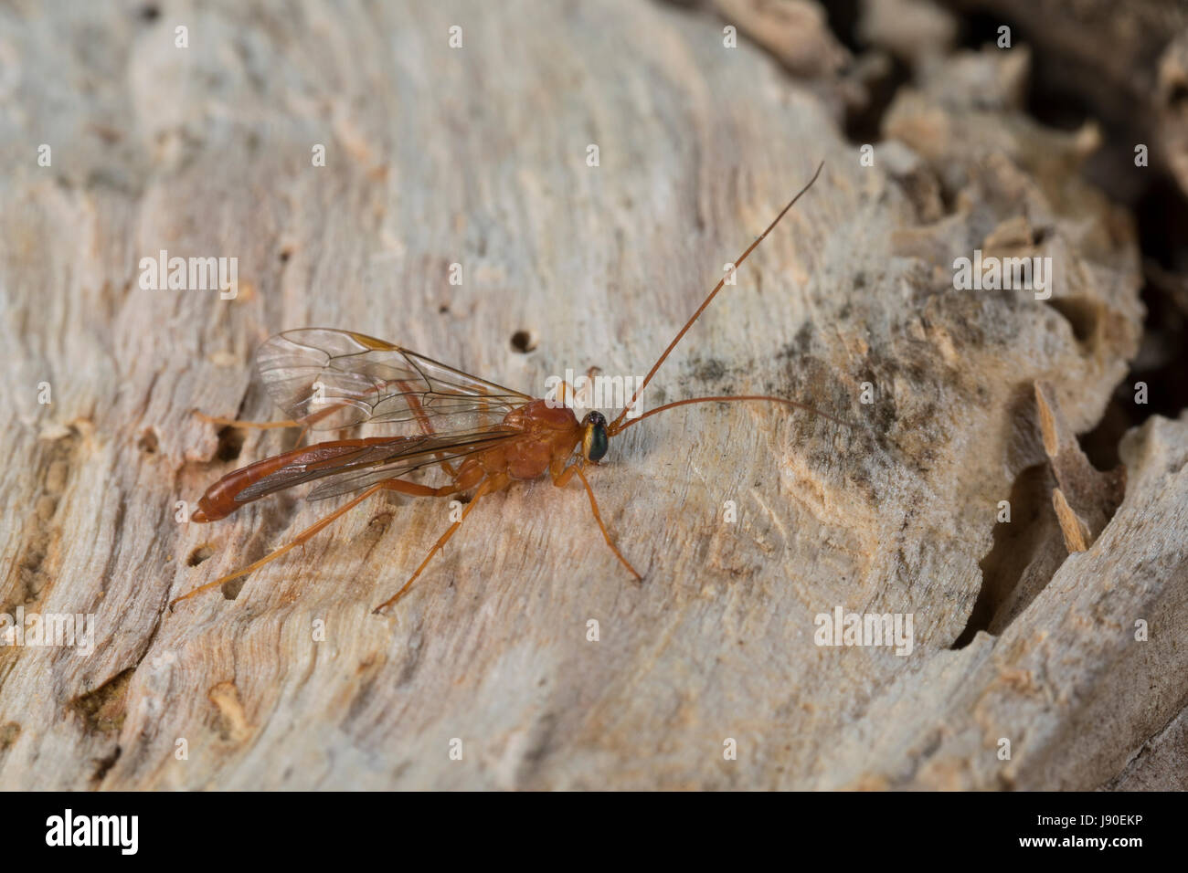 Schlupfwespe, Männchen, Netelia spec., Ichneumon wasp, male Stock Photo