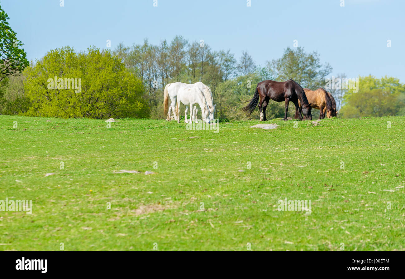 Four lovely horses, two white and two brown, grazing on green pasture on a sunny day. Trees in background. Stock Photo