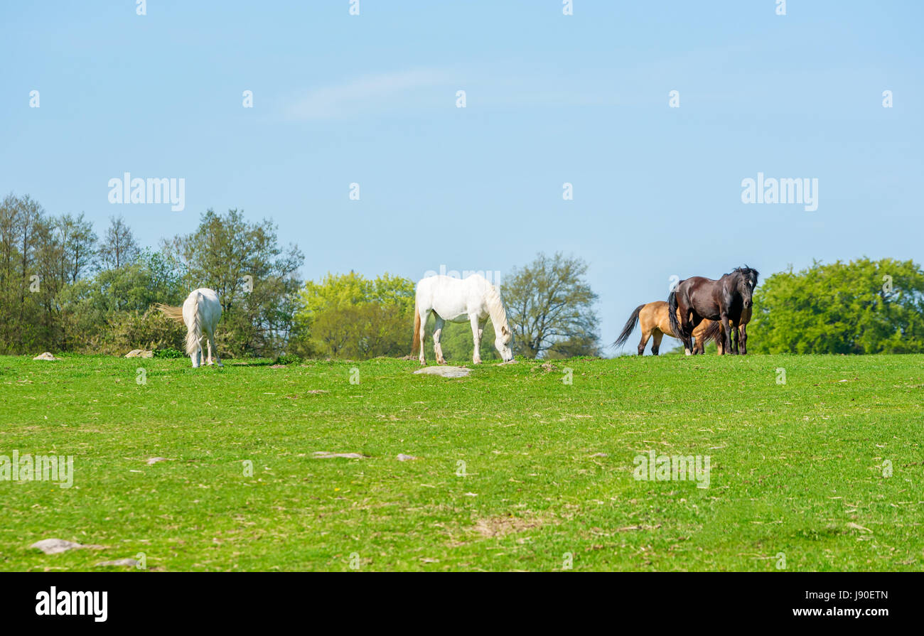 Four lovely horses, two white and two brown, grazing on green pasture on a sunny day. Trees in background. Stock Photo