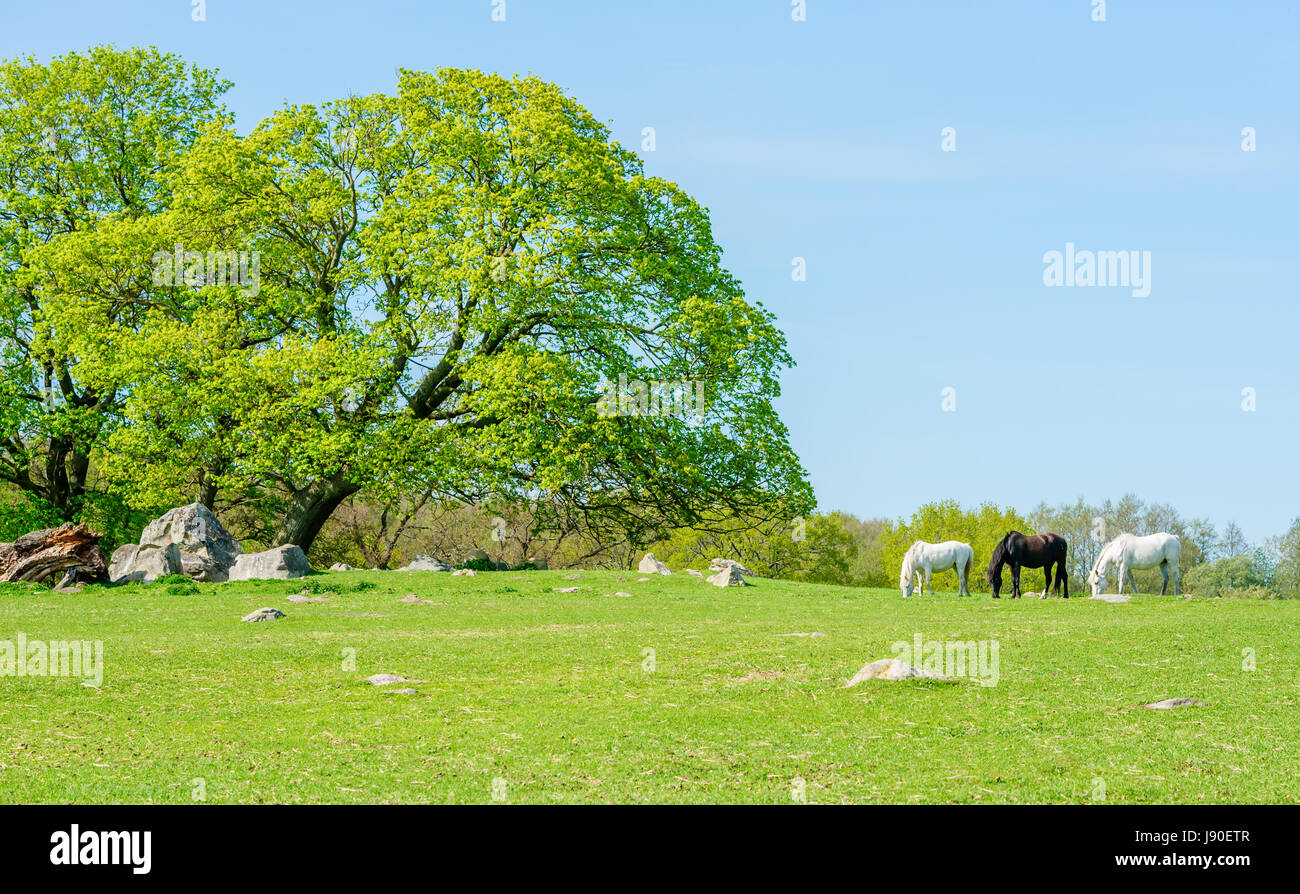 Three very fine horses, two white and one dark brown, grazing on green pasture beside an impressive oak tree on a sunny day. Stock Photo