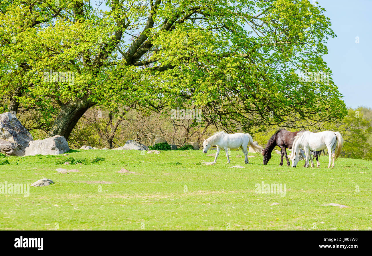 Three very fine horses, two white and one dark brown, grazing on green pasture under an oak tree on a sunny day. Stock Photo