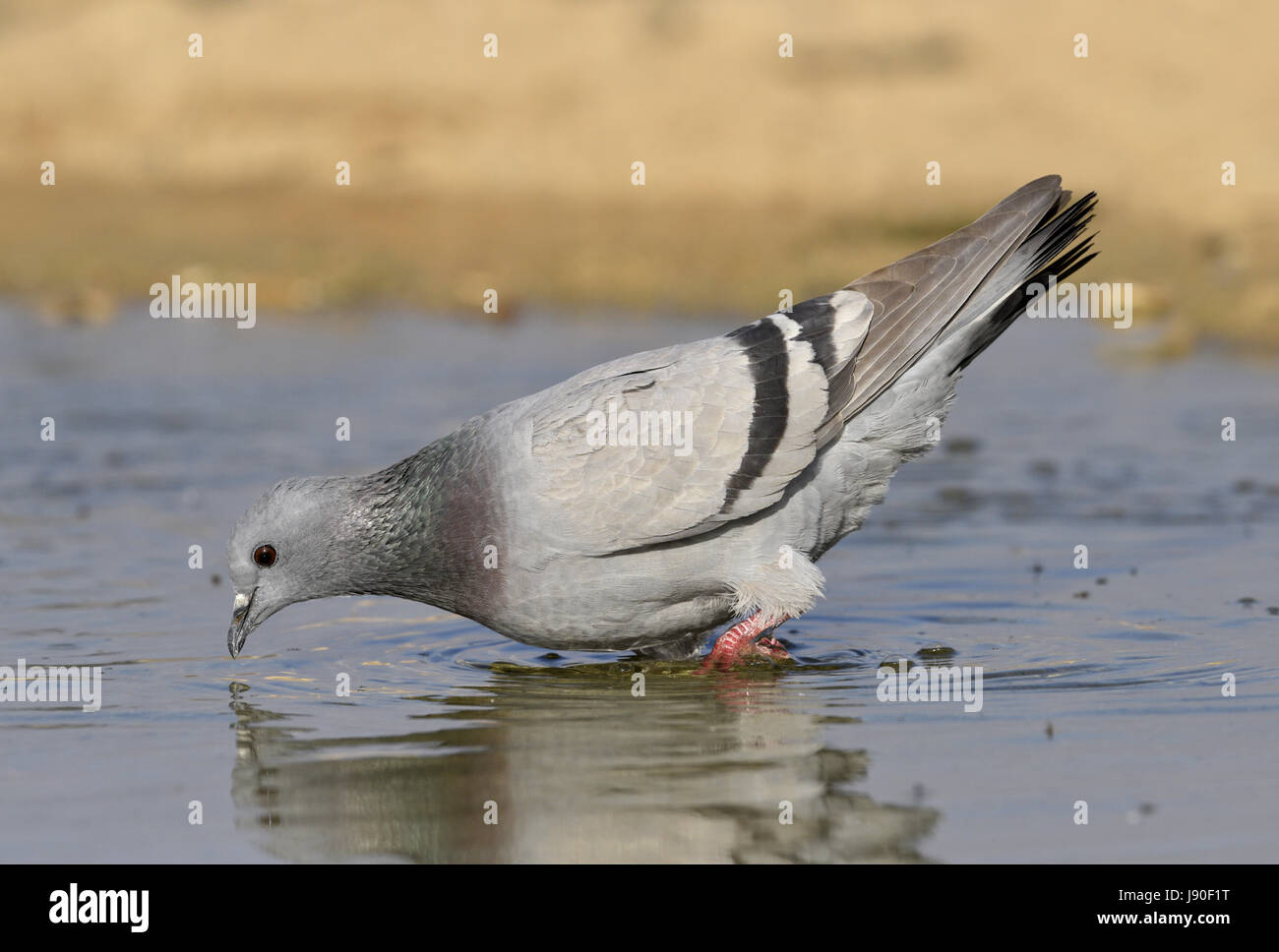 Rock Dove - Columba livia Stock Photo