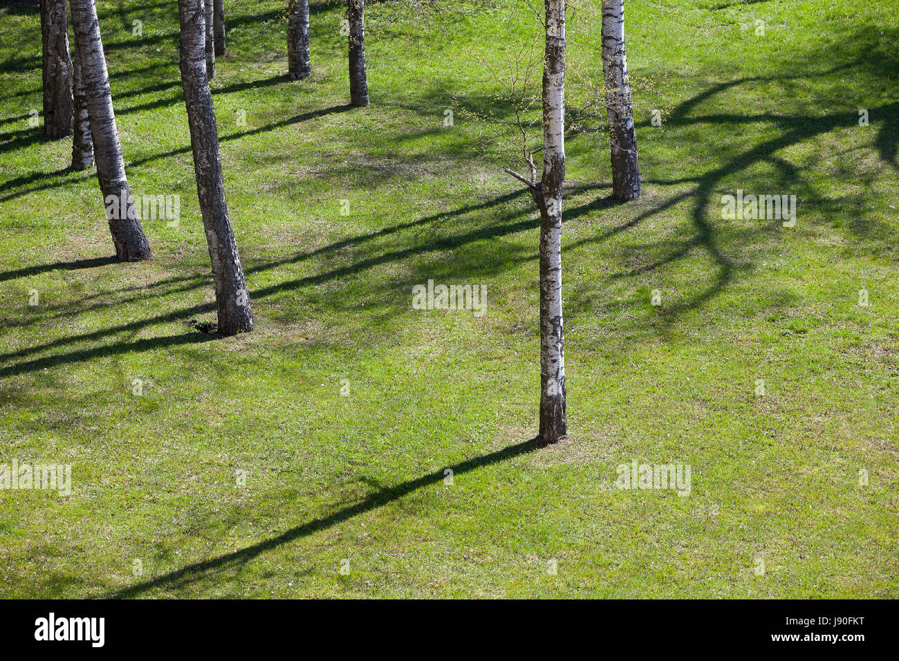Meadow with grass and young birches in spring Stock Photo - Alamy