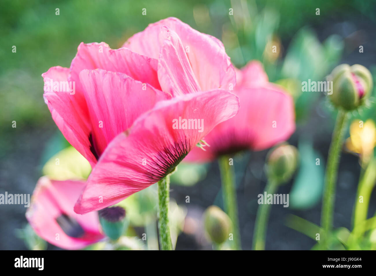 Poppy flower isolated pink hi-res stock photography and images - Alamy