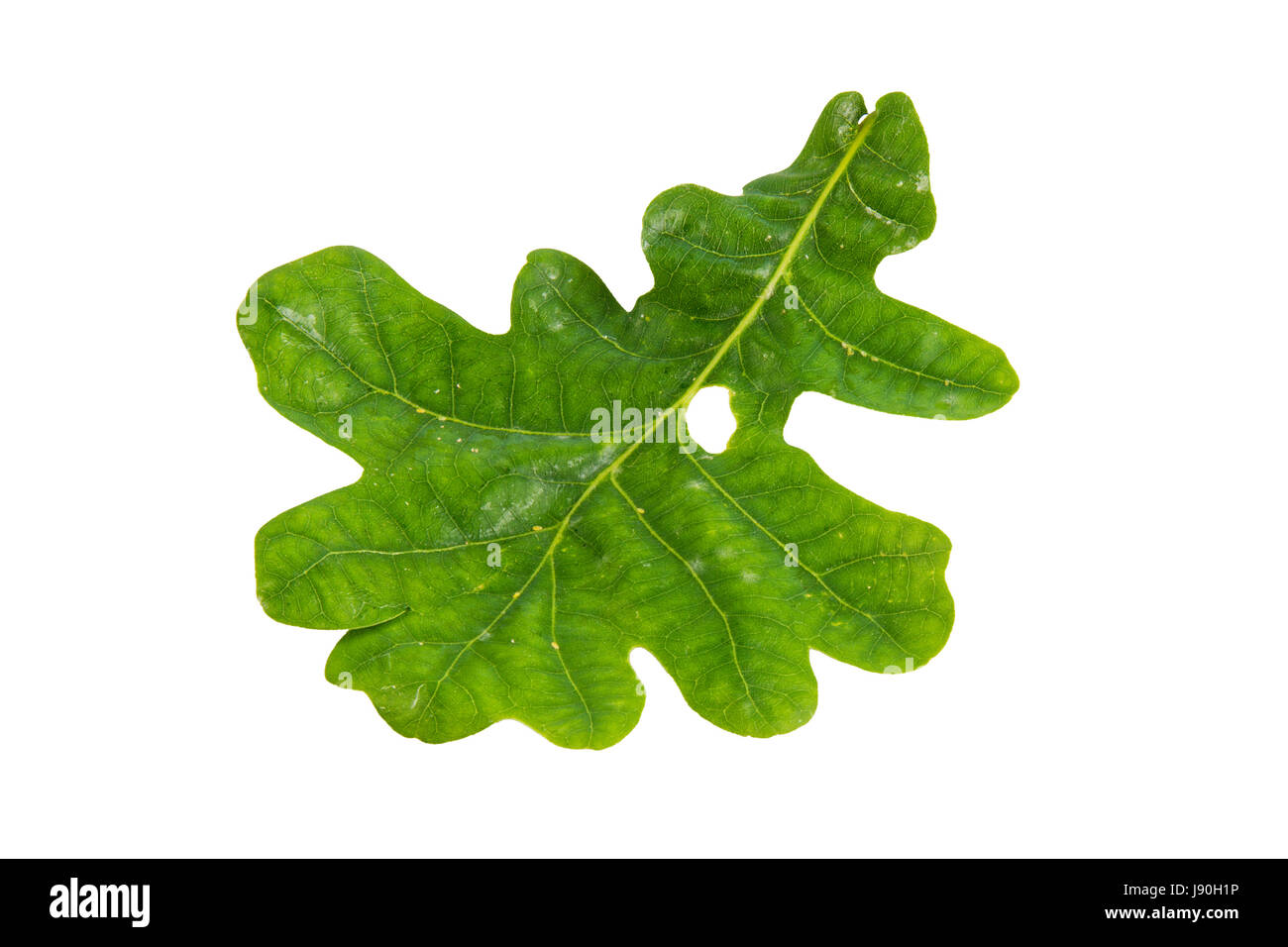 Oak leaf isolated on a white background Stock Photo - Alamy