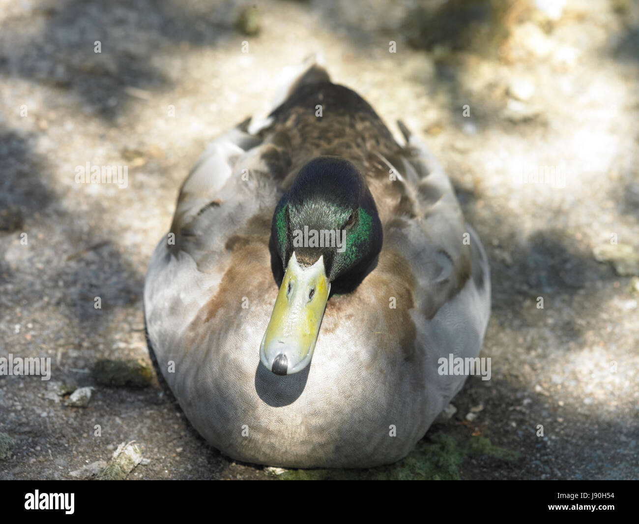 Sit duck hires stock photography and images Alamy