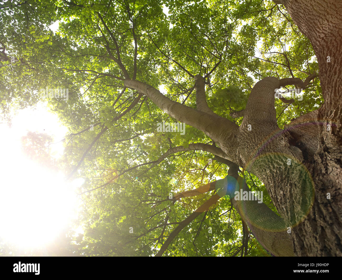 Looking up through trees to the sky Stock Photo Alamy