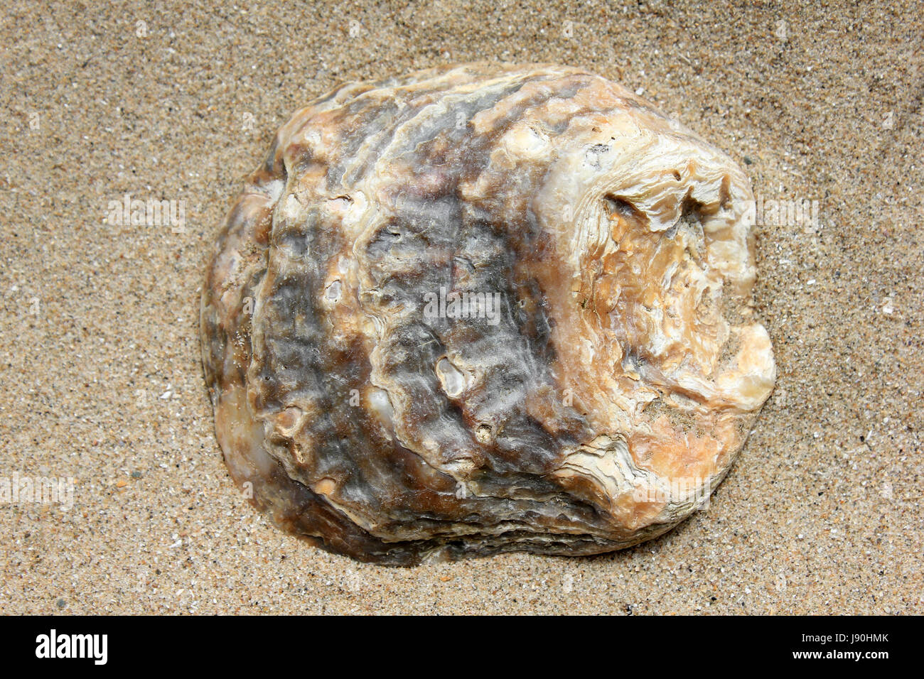 Oyster Shell Stock Photo