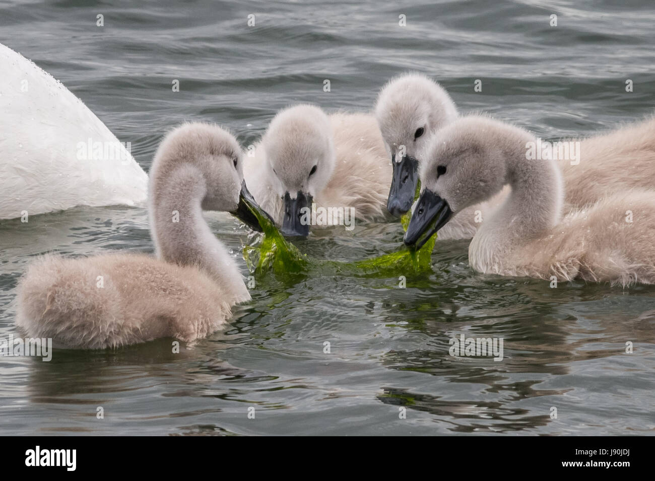 London, UK. 30th May, 2017. Mute swans with newly hatched cygnets on Canada Water pond © Guy Corbishley/Alamy Live News Stock Photo
