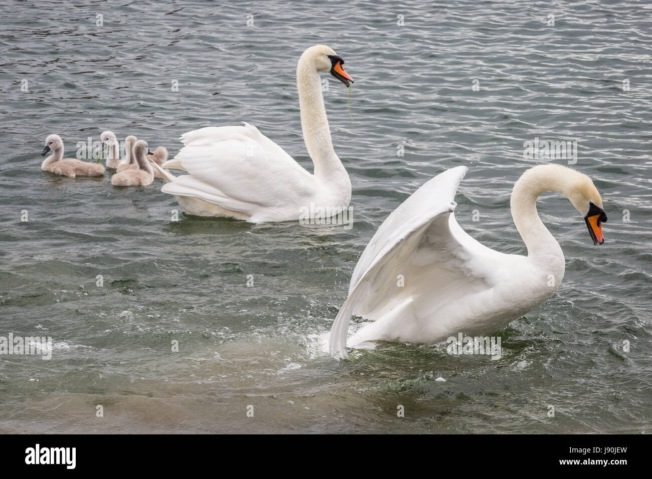 London, UK. 30th May, 2017. Mute swans with newly hatched cygnets on Canada Water pond © Guy Corbishley/Alamy Live News Stock Photo