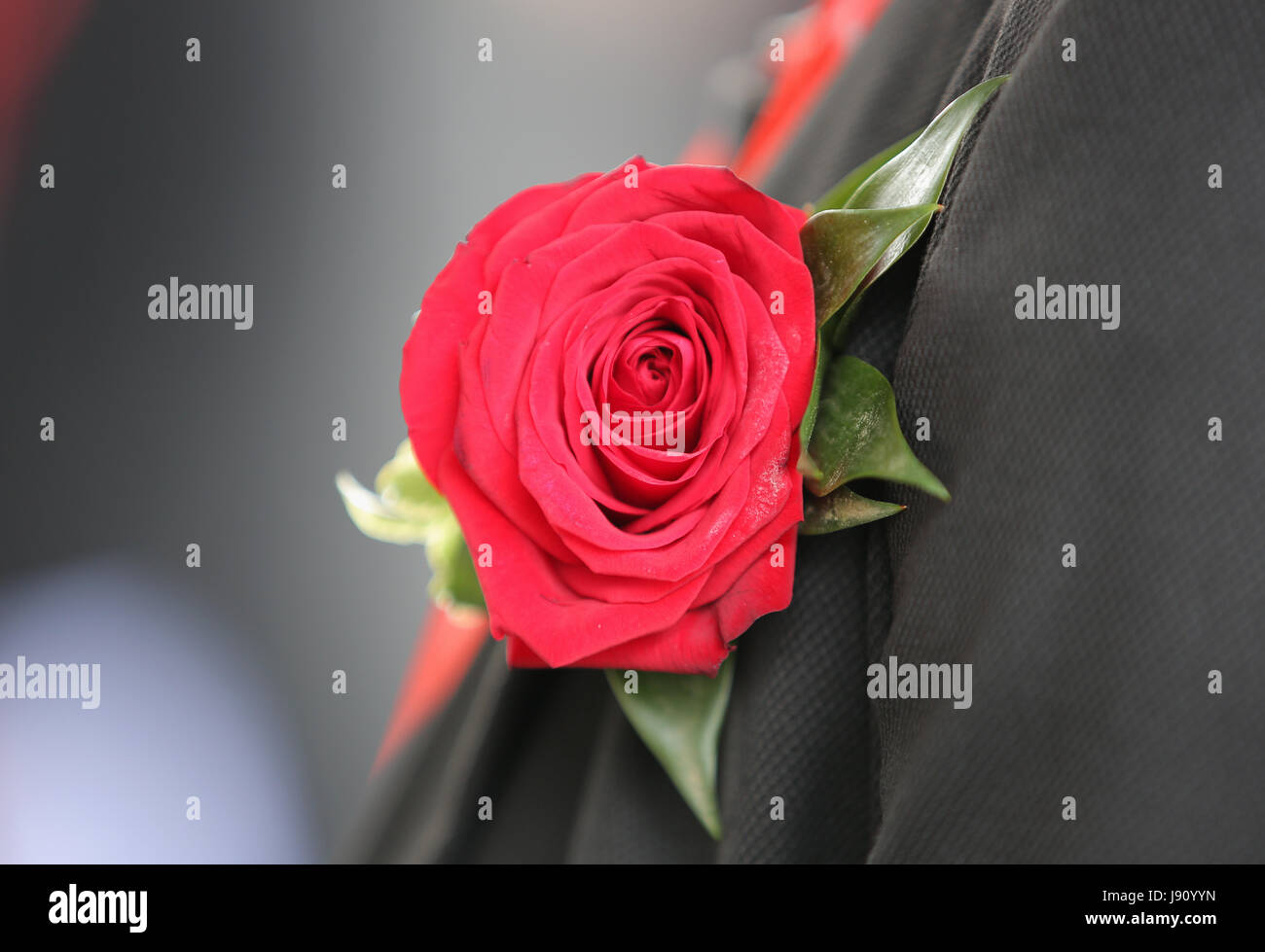 Morgan rose hi-res stock photography and images - Alamy
