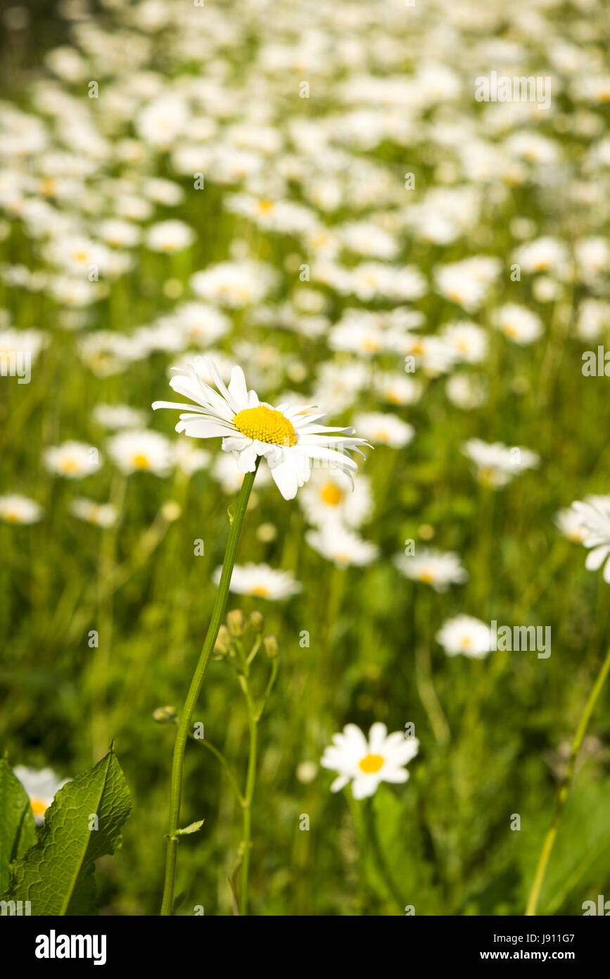 Rampton Cambridgeshire 31st May 2017. Wild Ox Eye daisy flowers bloom in a meadow in the warm summer weather. Temperatures reached 24 degrees centigrade in late afternoon sunshine on a day of mixed sun and clouds in the village just outside Cambridge. Credit Julian Eales/Alamy Live News Stock Photo