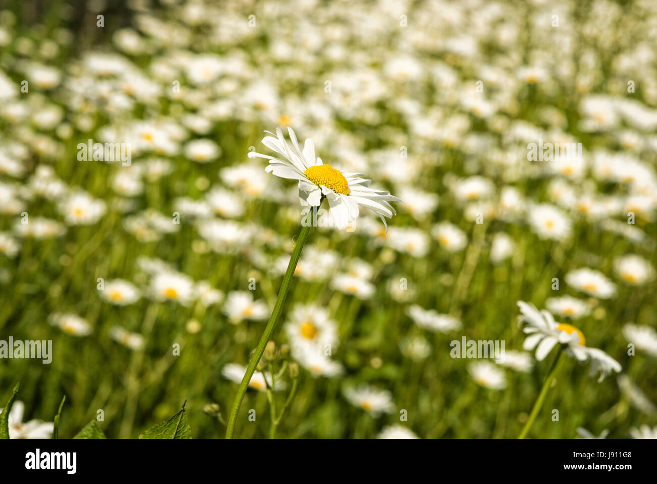 Rampton Cambridgeshire 31st May 2017. Wild Ox Eye daisy flowers bloom in a meadow in the warm summer weather. Temperatures reached 24 degrees centigrade in late afternoon sunshine on a day of mixed sun and clouds in the village just outside Cambridge. Credit Julian Eales/Alamy Live News Stock Photo