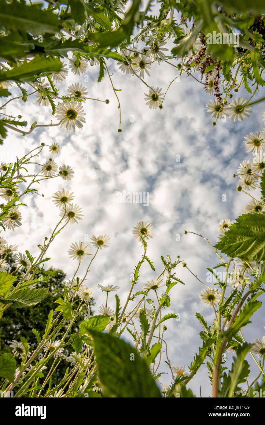 Rampton Cambridgeshire 31st May 2017. Wild Ox Eye daisy flowers bloom in a meadow in the warm summer weather. Temperatures reached 24 degrees centigrade in late afternoon sunshine on a day of mixed sun and clouds in the village just outside Cambridge. Credit Julian Eales/Alamy Live News Stock Photo