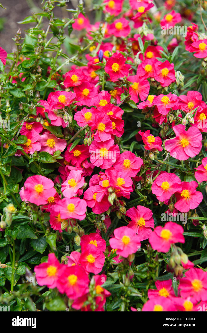 Beautiful flowers helianthemum watergate ruby pink Stock Photo