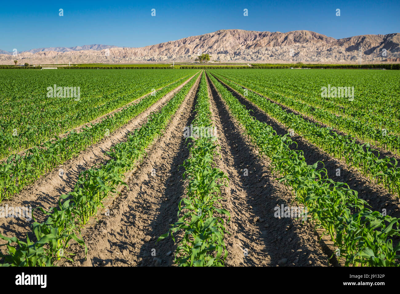 A row crop of young corn in a field  in the Imperial Valley of California, USA. Stock Photo