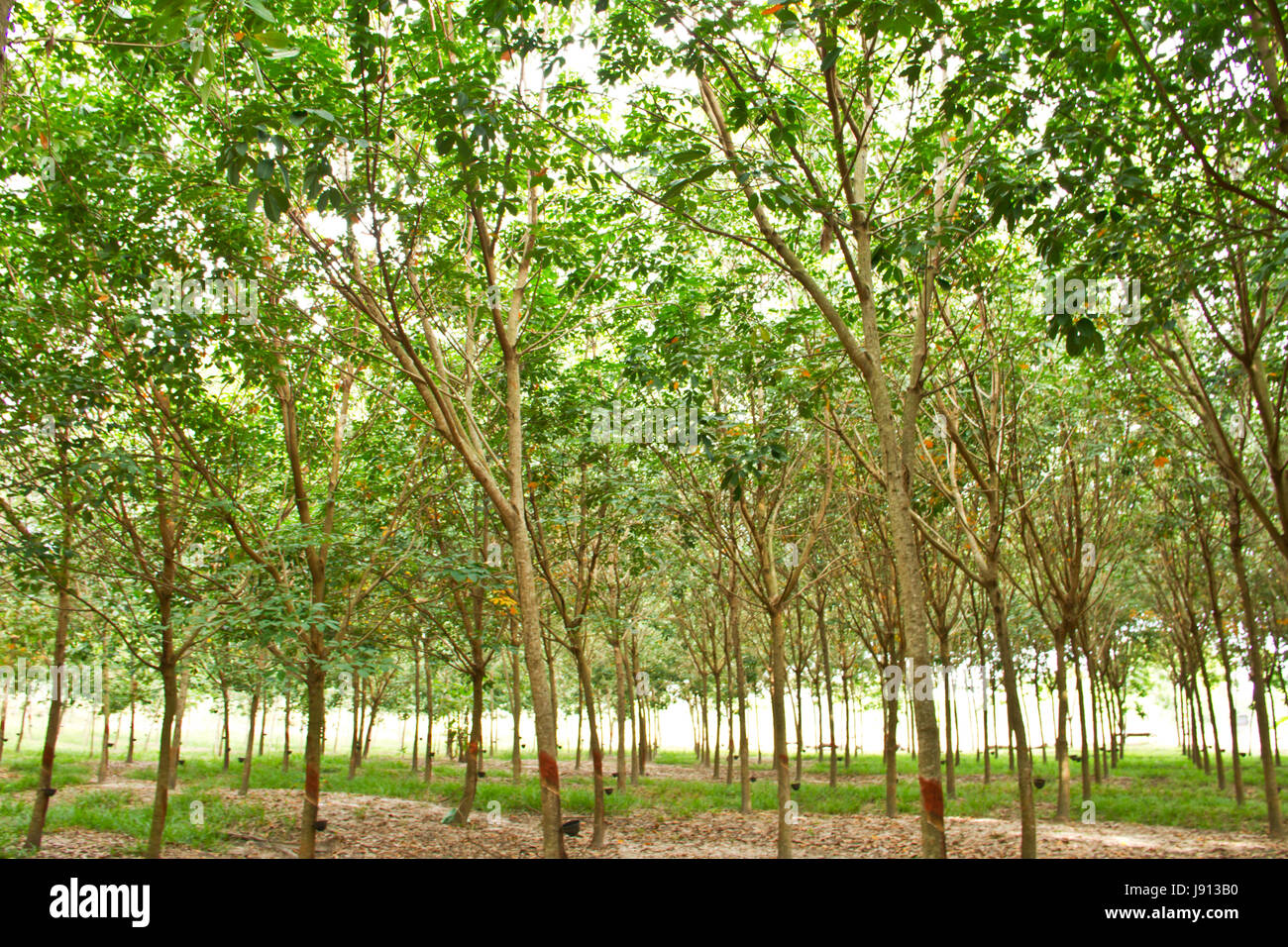 Rubber tree forest Stock Photo