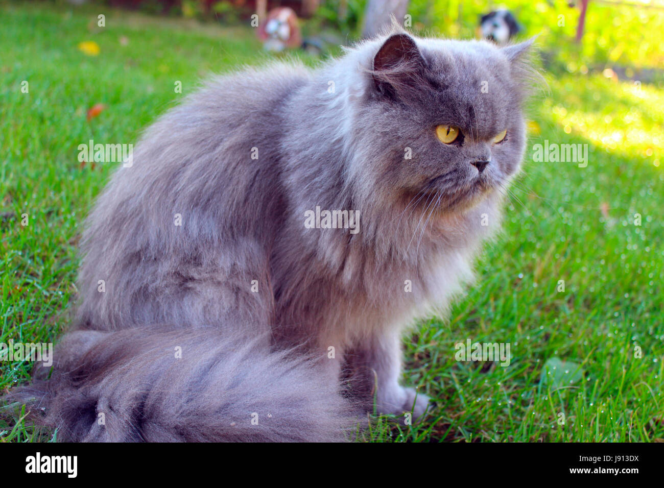 big Persian cat in the green grass Stock Photo Alamy