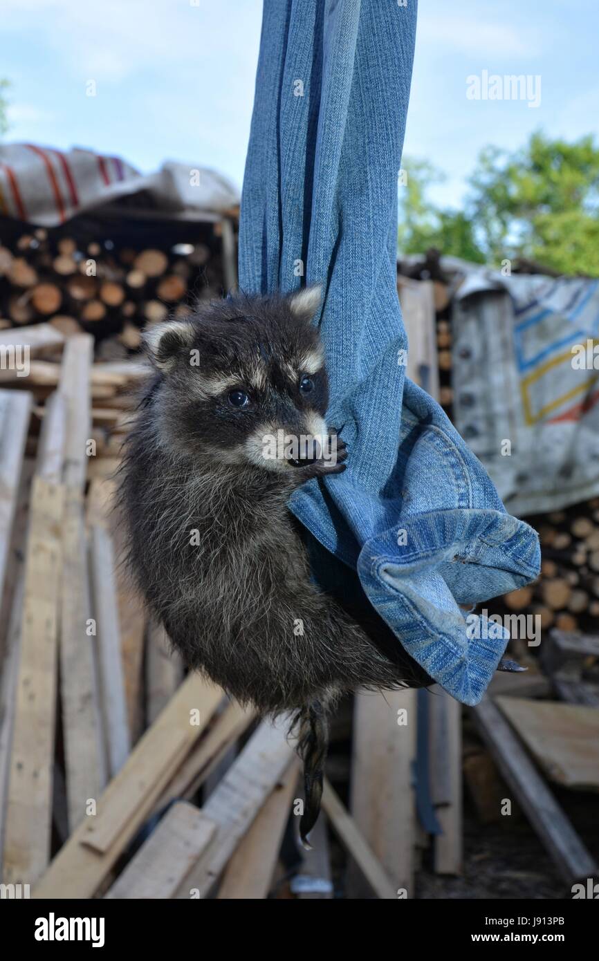 Smallest Racoon A small racoon - baby hangs on jeans Stock Photo - Alamy