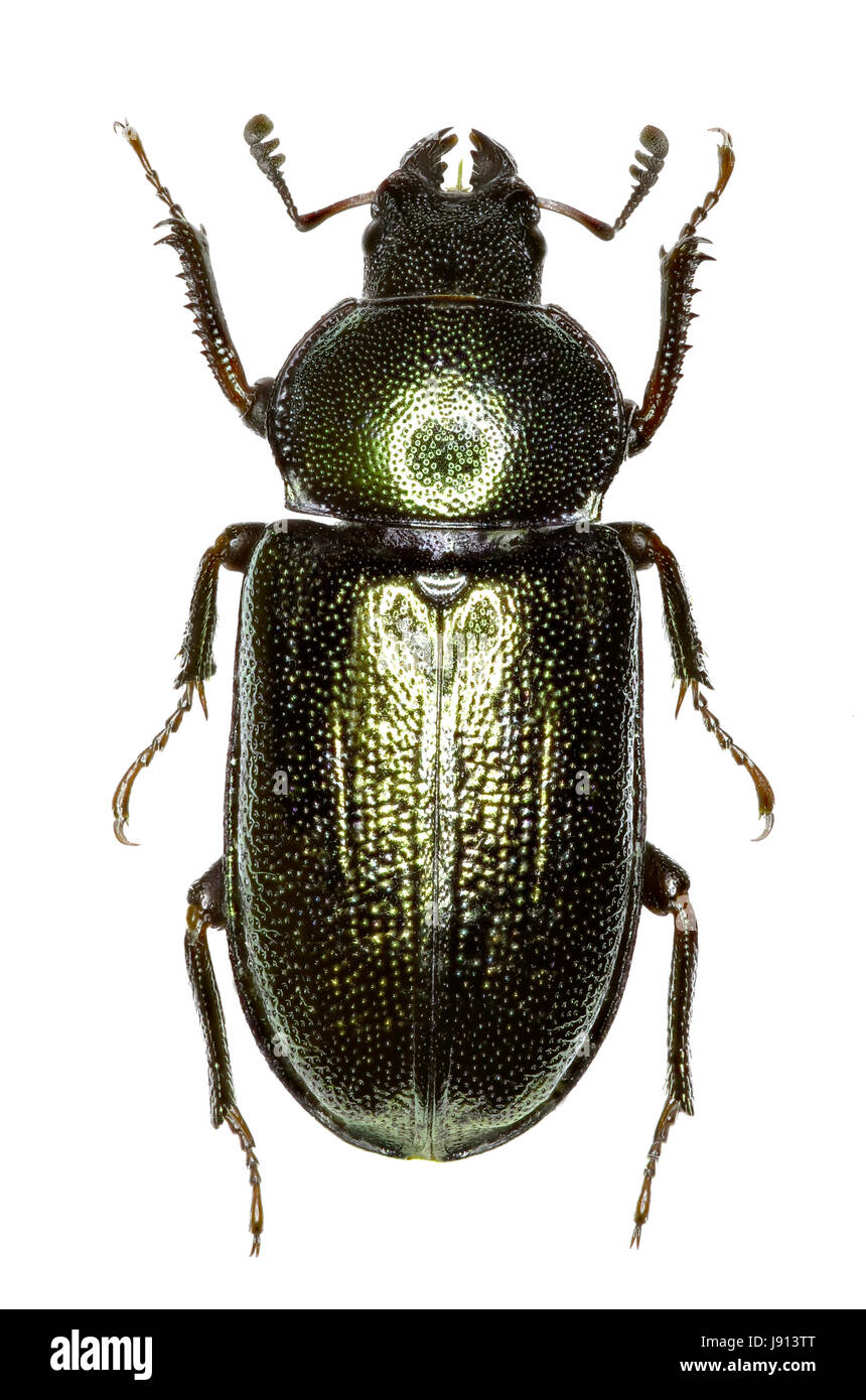 Blue Stag Beetle on white Background  -  Platycerus caraboides (Linnaeus, 1758) Stock Photo