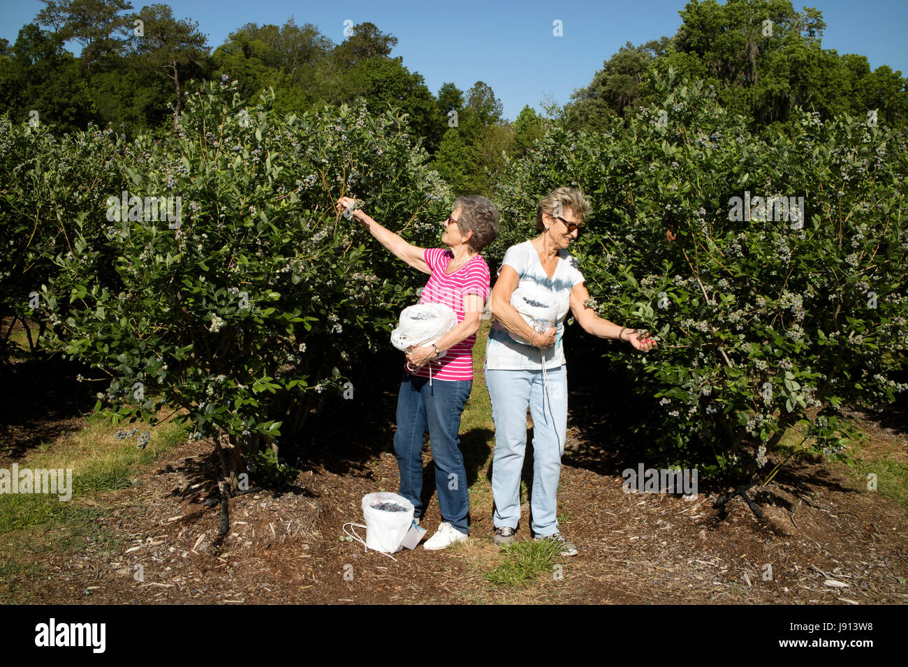 Women picking Blueberries which are placed into buckets and weighed