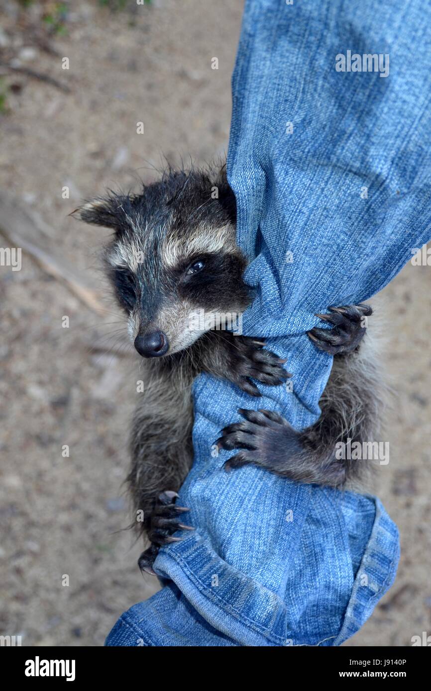 Smallest Racoon A small racoon - baby hangs on jeans Stock Photo - Alamy