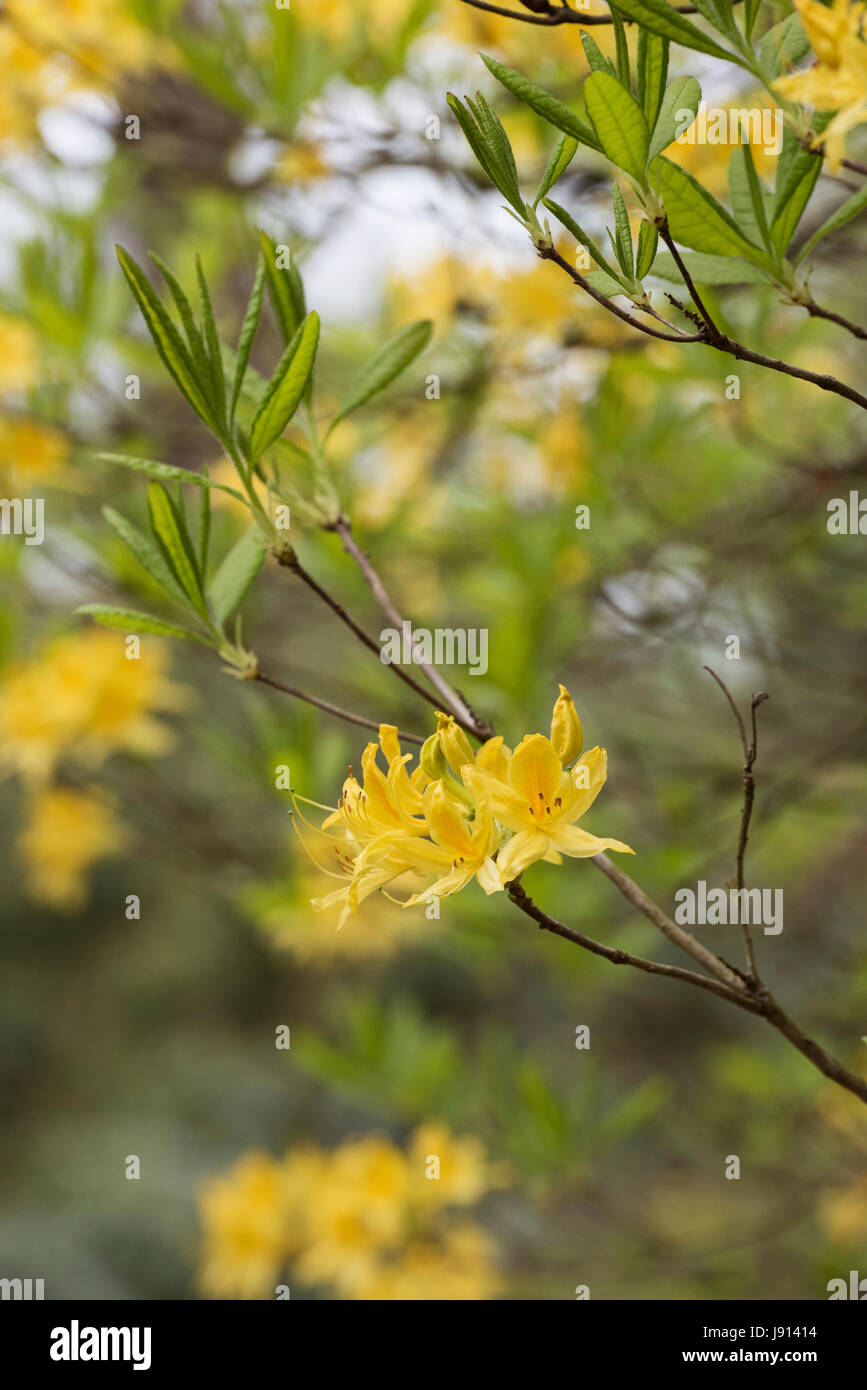 Rhododendron Luteum. Yellow azalea Stock Photo