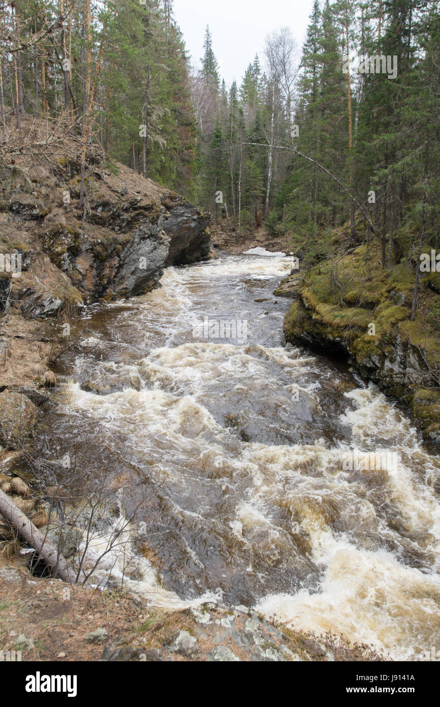 A rough mountain river flows in a forest gorge Stock Photo - Alamy