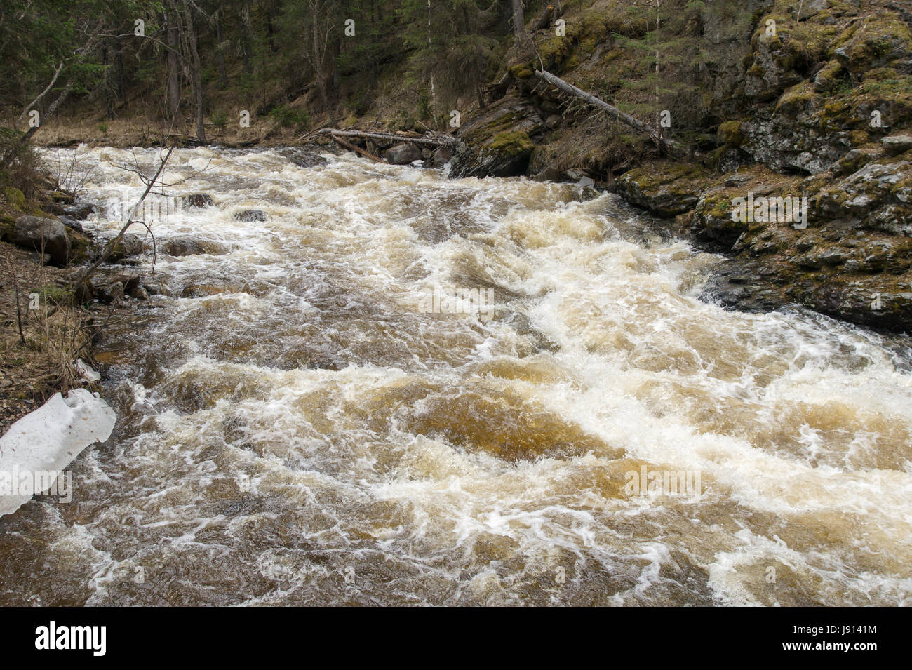 A rough mountain river flows in a forest gorge Stock Photo - Alamy