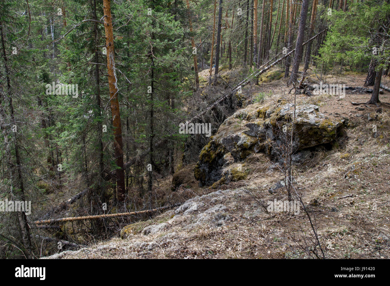 Dense forest on hillside hi-res stock photography and images - Alamy