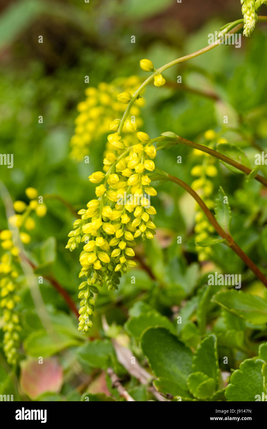 Close up of the arching stems of the yellow flowered, shade loving succulent, Chiastophyllum oppositifolium Stock Photo