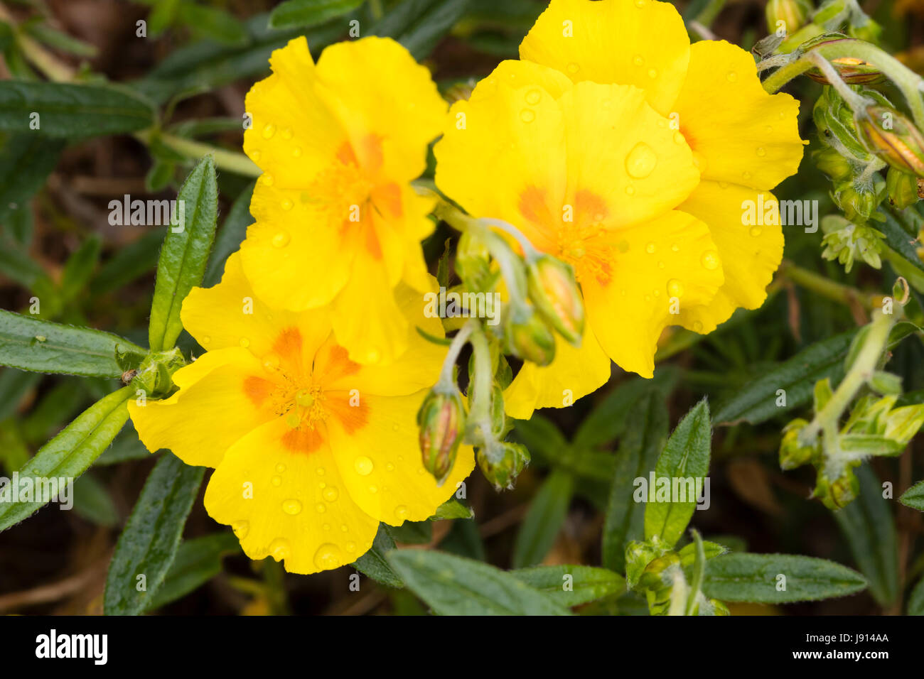 Bright yellow flowers ofthe ornamental creeping rock rose, Helianthemum 'Ben Fhada' Stock Photo
