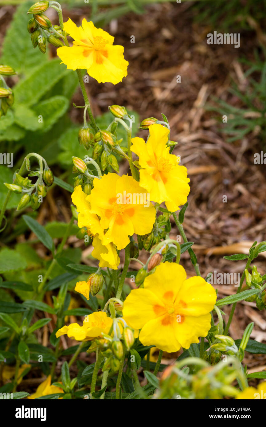 Bright yellow flowers ofthe ornamental creeping rock rose, Helianthemum 'Ben Fhada' Stock Photo