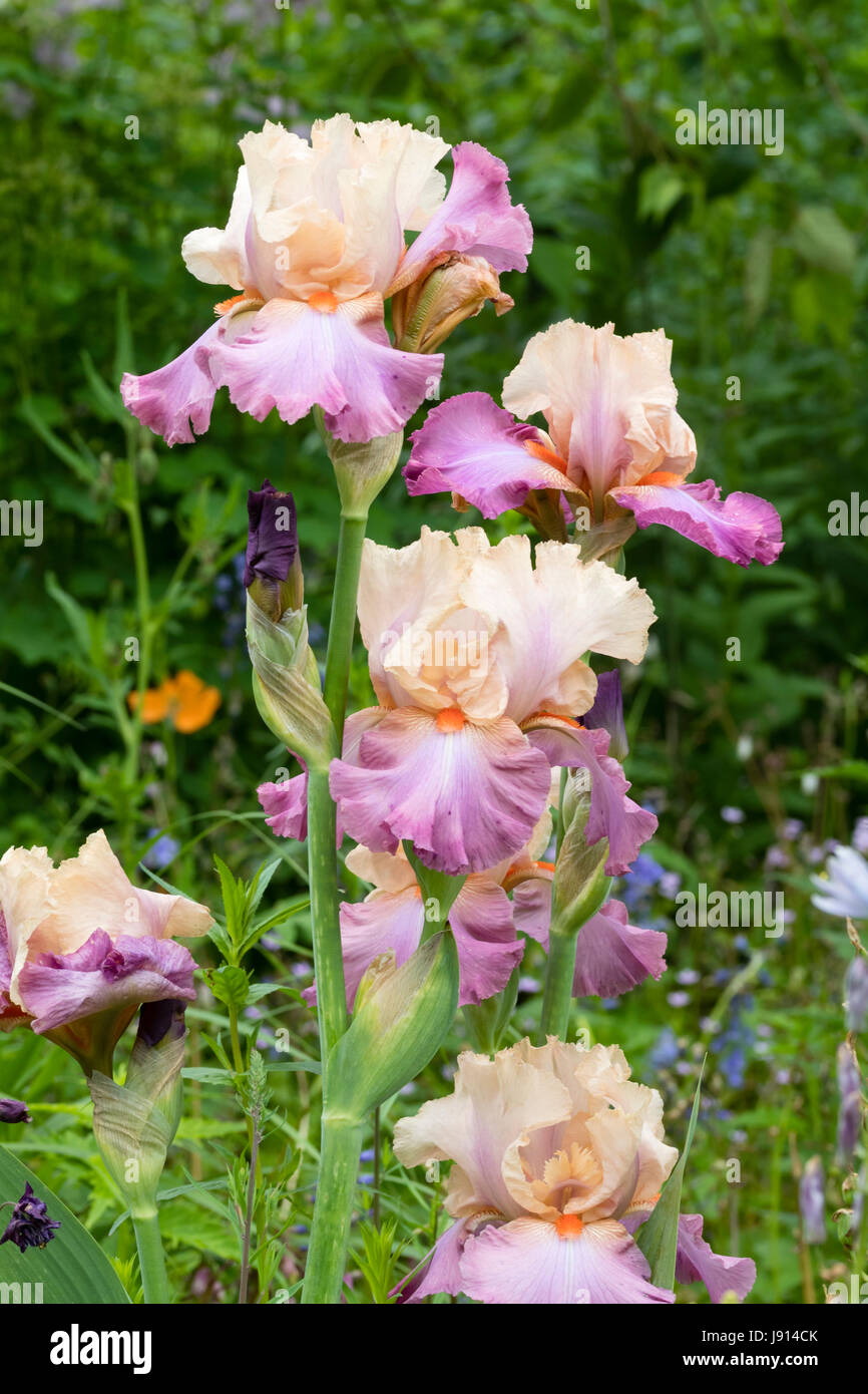 Ruffled flowers of the late May flowering, scented, tall bearded iris