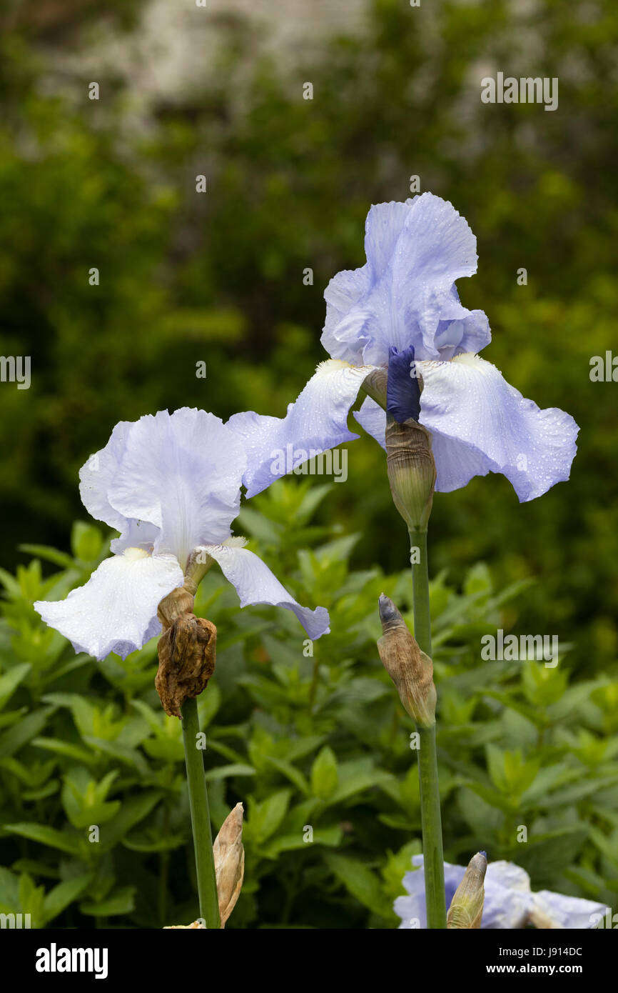 Ruffled falls and standards of the scented blue tall bearded Iris, 'Jane Phillips' Stock Photo