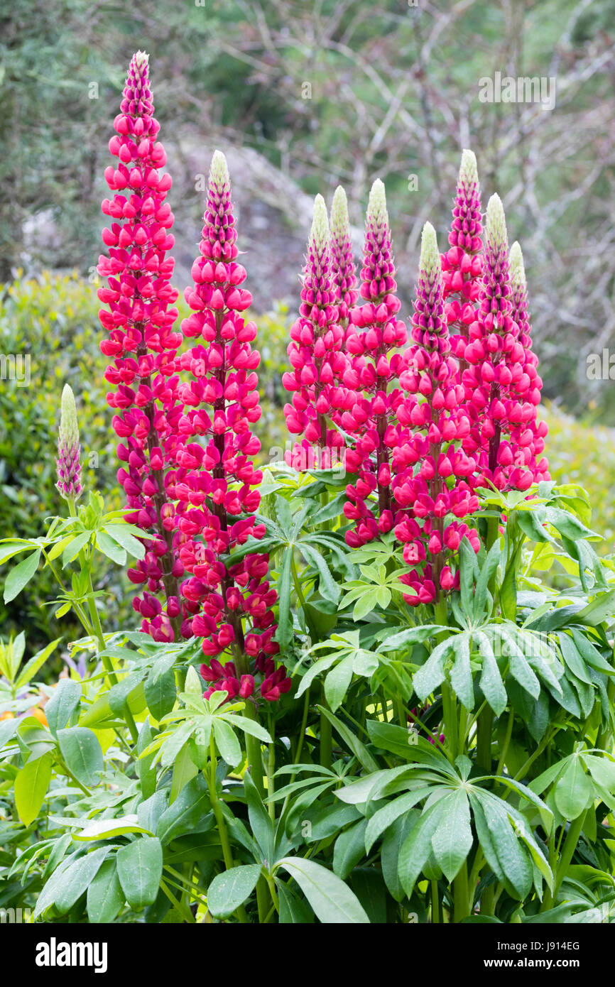 Redpink flowers in a single spike of the early summer flowering lupin