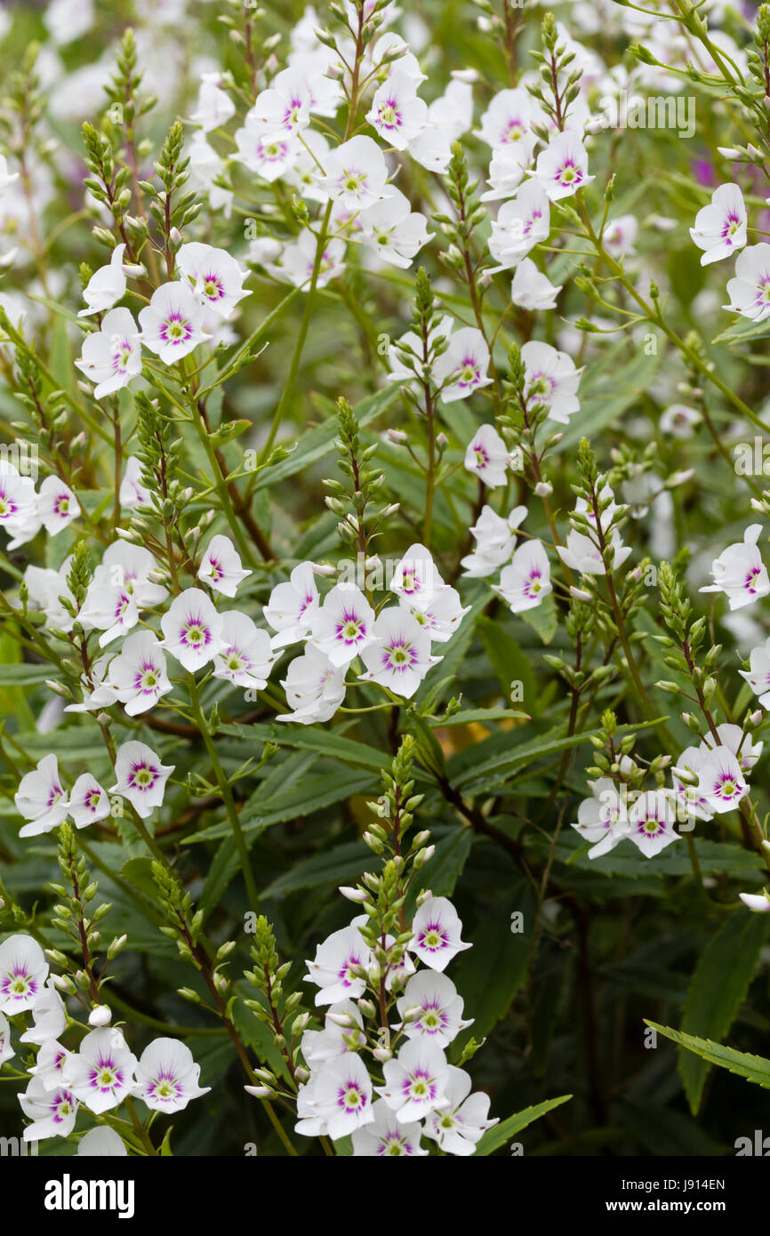 Early summer flowers of the compact sub-shrub, Parahebe catarractae 'White Cloud' Stock Photo