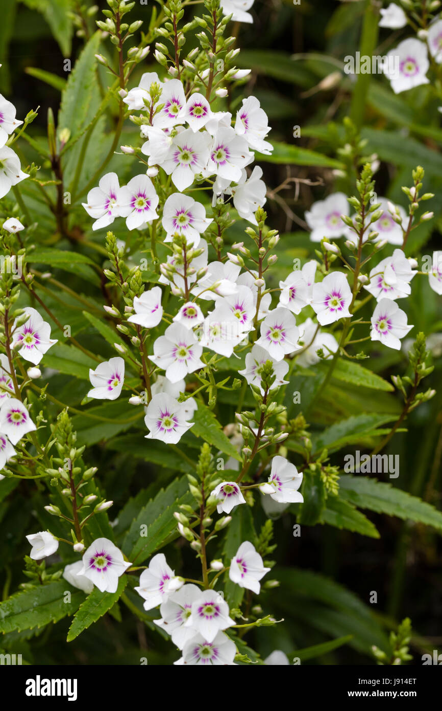 Early summer flowers of the compact sub-shrub, Parahebe catarractae 'White Cloud' Stock Photo