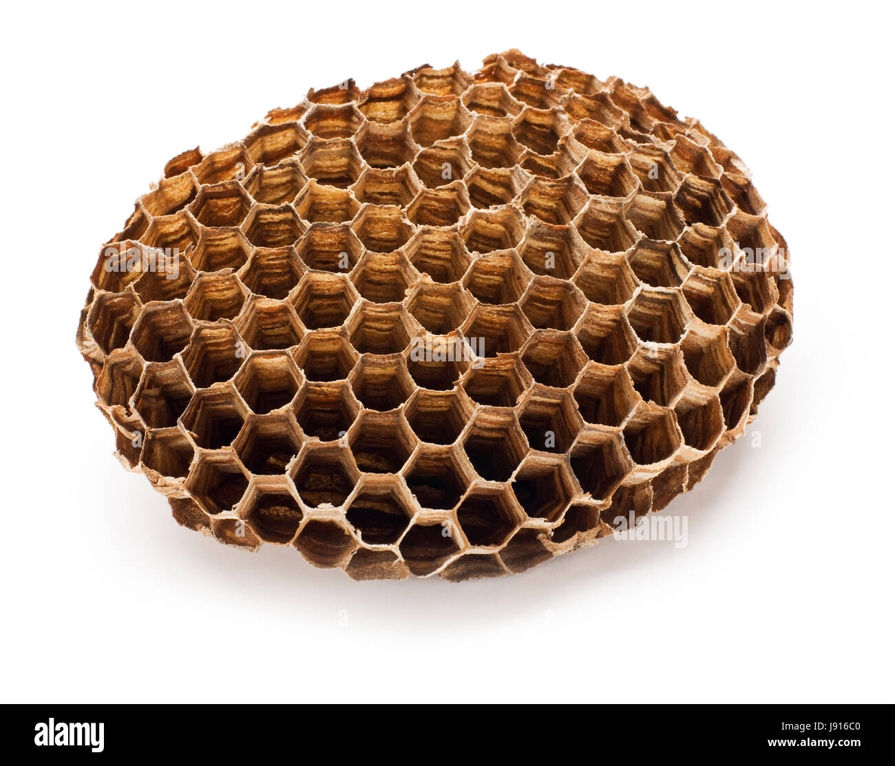 sweet, nest, hornet, honeycomb, honey, object, isolated, insect ...