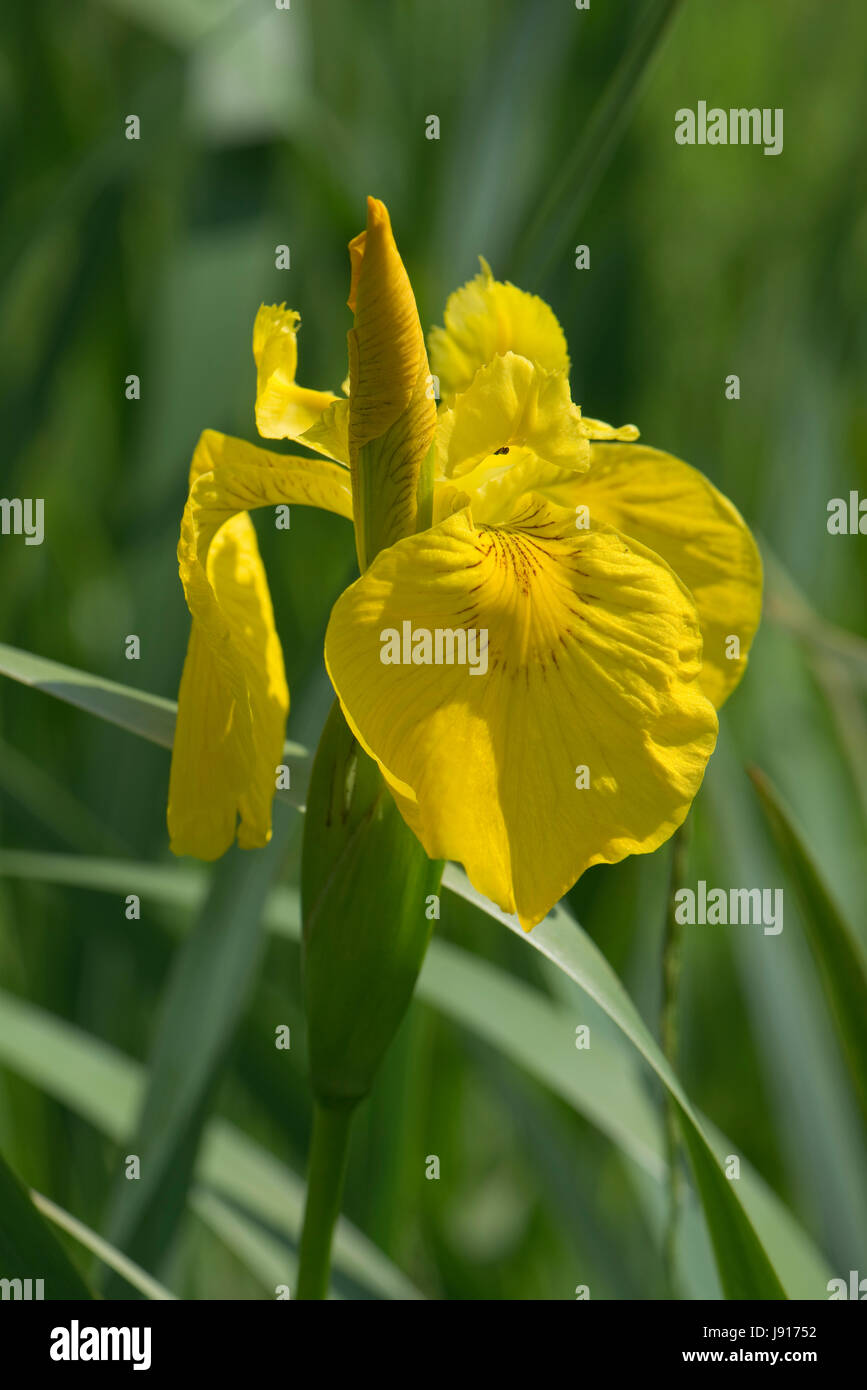 Yellow flag or flag iris, Iris pseudocorus, in flower in wetland
